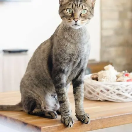 Apartament Vas' Penthouse