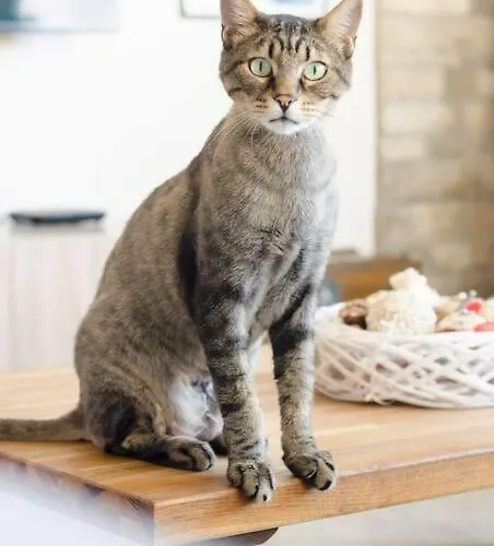 Διαμέρισμα Vas' Penthouse